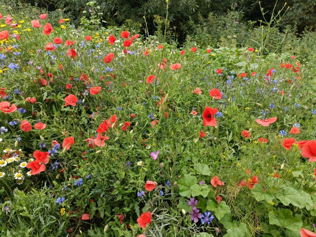 Site Image (TCV Bungay: Wildflowers)