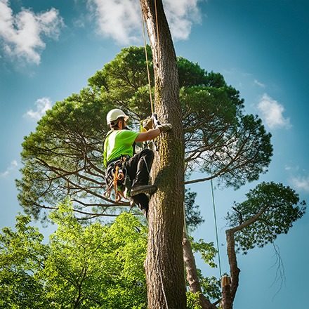 Site Image (Job Roles: Green Futures - Tree Surgeon)