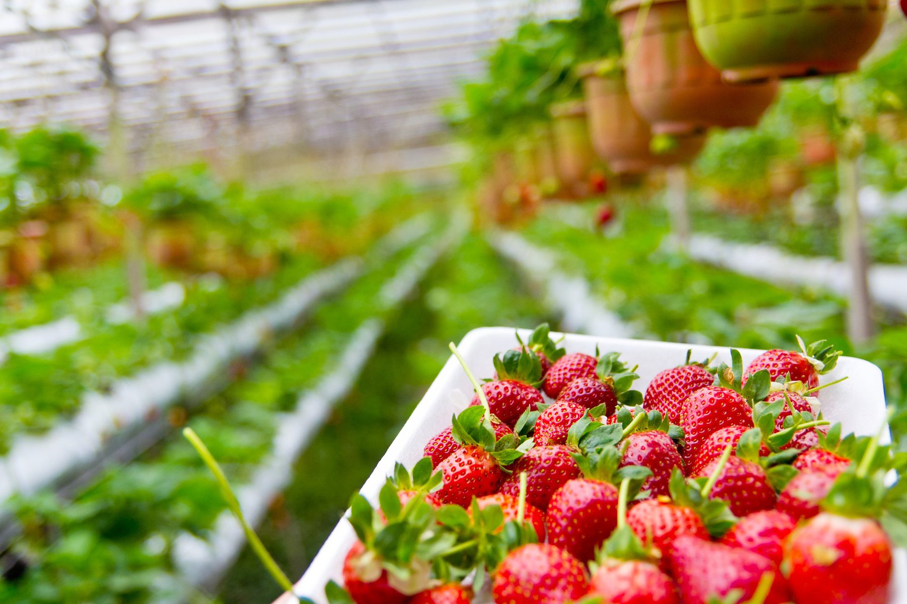 Horticulture (Sector Header: Strawberry Picking)